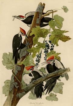 John James Audubon : Pileated woodpecker